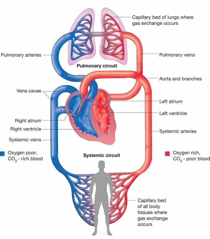 New blood test may help with cardiovascular issues Age In Place Home Care 233